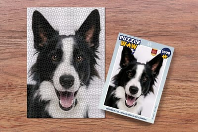 Puzzel Border collie kijkend in de camera - Legpuzzel - Puzzel 1000 stukjes volwassenen