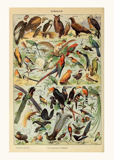 Poster Adophe Millot - Schoolplaat Vogels - Dieren - 50x70 cm - Biologie Exotische Diersoorten