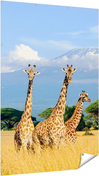 Gards Tuinposter Drie Giraffes in de Savanne - 120x180 cm - Tuindoek - Tuindecoratie - Wanddecoratie buiten - Tuinschilderij