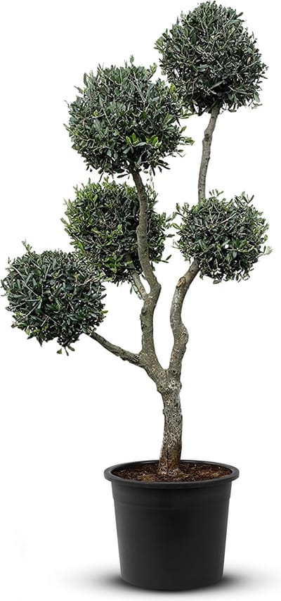 Olijfboom - Olea Europea - Multi Bolvormen - Winterhard - Stamomvang ⌀ 30-40cm - Hoogte  200-220cm
