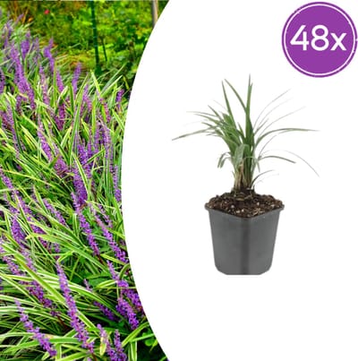 Tuinplantenshop.com | Liriope muscari 'Moneymaker' | 48 stuks - Ø9cm - 10-25cm hoog - Tuinplant