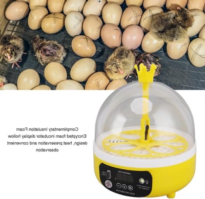 Kippenincubator voor thuis met transparant deksel, geschikt voor eieren van kippen en eenden, compact en draagbaar apparaat voor optimale broedresultaten