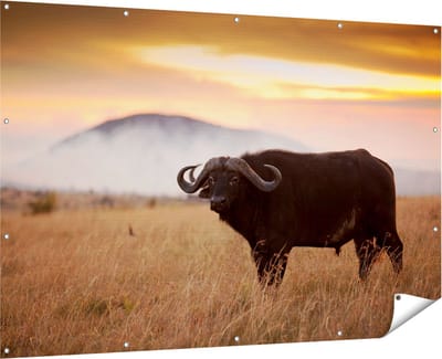 Gards Tuinposter Buffel in het Gras - 180x120 cm - Tuindoek - Tuindecoratie - Wanddecoratie buiten - Tuinschilderij