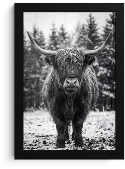 Poster in lijst - Fotolijst 20x30 cm - Posters - Schotse hooglander - Zwart - Wit - Sneeuwvlokken - Posterlijst zwart - Decoratie - Wanddecoratie woonkamer - Muurdecoratie slaapkamer