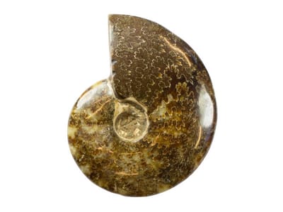 Mooie gepolijste Ammoniet (fossiel) 493 gram