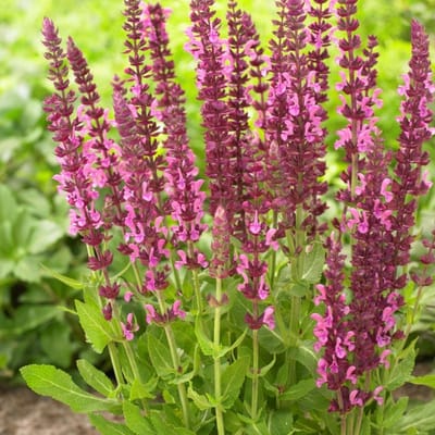 12 x Salvia nemorosa 'Sensation Deep Rose' - Salie in 9x9 pot met hoogte 0-10 cm