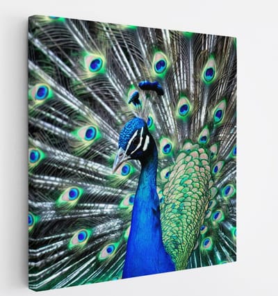 Saammp Canvas Schilderij - Pauw met grote hanen - Dieren - Bloemen - 20x20 - Foto op canvas - Wanddecoratie - muurdecoratie Woonkamer - Slaapkamer decoratie - Canvas Print