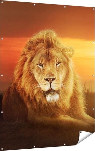 Gards Tuinposter Leeuw in de Savanne - Zonsondergang - 120x160 cm - Tuindoek - Tuindecoratie - Wanddecoratie buiten - Tuinschilderij