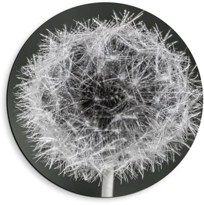 Dibond Wandcirkel - Paardenbloem in zwart/wit - 40x40cm Foto op Aluminium Wandcirkel (met ophangsysteem)