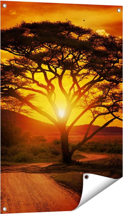 Gards Tuinposter Zonsondergang Achter een Savanne Boom - 60x90 cm - Tuindoek - Tuindecoratie - Wanddecoratie buiten - Tuinschilderij