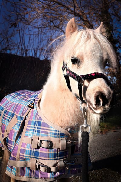 MHS Halster I Love My Mini Mini Veulen Zwart / Roze