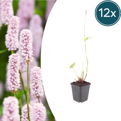 Tuinplantenshop.com | Persicaria bistorta | 12 stuks - Ø9cm - 10-25cm hoog - Tuinplant