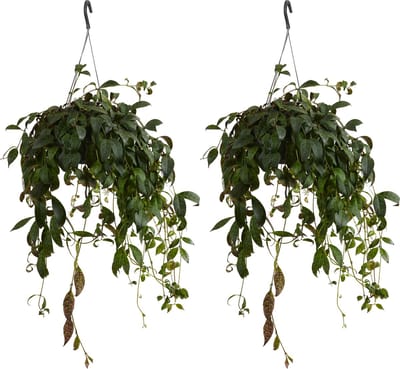 Bloomique - Set van 2 - Aeschynanthus Marmoratus - Lippenstiftplant - Hangplant - Kamerplanten - Diervriendelijk - Luchtzuiverend - Hoogte 30-40 cm - Pot 17 cm