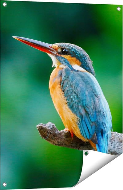 Gards Tuinposter Blauw Oranje IJsvogel op een Tak - 60x80 cm - Tuindoek - Tuindecoratie - Wanddecoratie buiten - Tuinschilderij