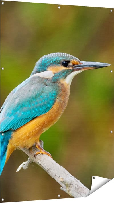 Gards Tuinposter Blauwe IJsvogel op een Tak - 100x150 cm - Tuindoek - Tuindecoratie - Wanddecoratie buiten - Tuinschilderij