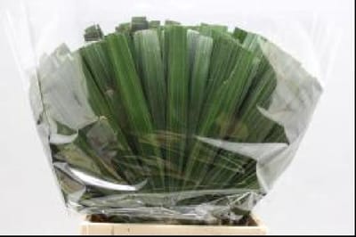 30x Sg rhapis humilis 50cm