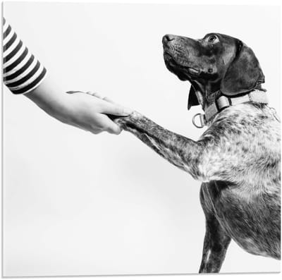 Acrylglas - Hond die een Poot geeft in Zwart Wit  - 50x50cm Foto op Acrylglas (Met Ophangsysteem)