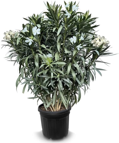Dailygoods- Oleander Plant Winterhard - Hoogte 140-160 cm - Mediterrane Plant - Groenblijvend - Onderhoudsarm - Decoratieve Blikvanger - Tuinplant