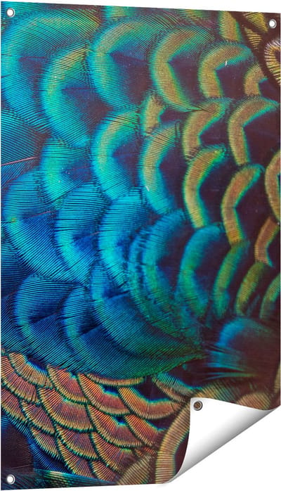 Gards Tuinposter Kleurrijke Pauw Veren van Dichtbij - 60x90 cm - Tuindoek - Tuindecoratie - Wanddecoratie buiten - Tuinschilderij