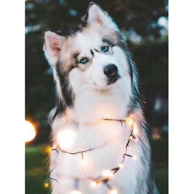 5D DIY diamant schilderij volledige ronde schattige hond diamant borduurwerk 20X30CM gray