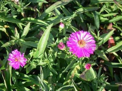 6x Aster - Aster dum. 'Anneke' | pot de 9 x 9 cm