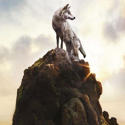 DIY Diamond Painting  Wolf King Climb Top  Dier Diamant Borduren Kruissteek Woondecoratie 30X30CM white