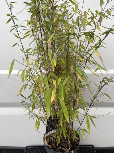 Bamboe 100-125 cm - Fargesia 'Winter Joy' | 5,7 liter pot