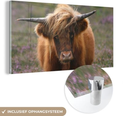 MuchoWow® Glasschilderij 40x20 cm - Schilderij acrylglas - Schotse Hooglander - Heide - Dieren - Foto op glas - Schilderijen
