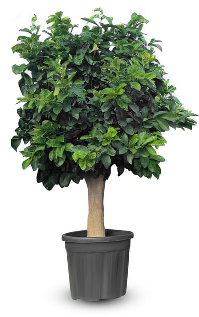 Sunny Tree - Citroenboom 200 cm - Citrus Limon - 15 Jaar Oud - Citrusboom - Voor Binnen en Buiten