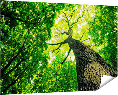 Gards Tuinposter Boom in het Bos met Fel Groene Bladeren - 150x100 cm - Tuindoek - Tuindecoratie - Wanddecoratie buiten - Tuinschilderij