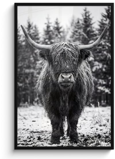 Poster in lijst - Fotolijst 80x120 cm - Posters - Schotse hooglander - Zwart - Wit - Sneeuwvlokken - Posterlijst zwart - Decoratie - Wanddecoratie woonkamer - Muurdecoratie slaapkamer