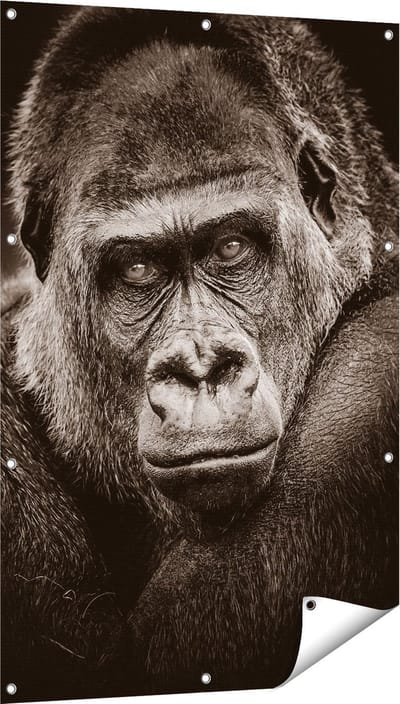 Gards Tuinposter Gorilla - Zwart Wit - 80x120 cm - Tuindoek - Tuindecoratie - Wanddecoratie buiten - Tuinschilderij