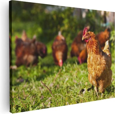Artaza Canvas Schilderij Kippen - 40x30 cm - Klein - Wanddecoratie Boerderij - Muurdecoratie Dieren - Kamer Accessoires