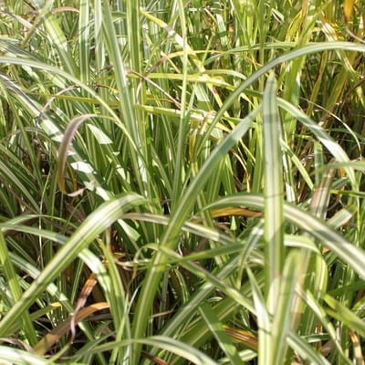 6x Prachtriet - Miscanthus sinensis 'Cabaret' - Pot 9x9cm