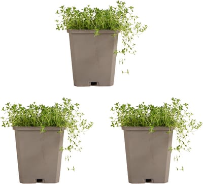Bloomique - Set van 3 - Thymus Albiflorus - Kruipende Tijm - Winterhard - Vaste Plant - Bodembedekker - Wintergroen - 10-20cm Hoog - Pot 9cm