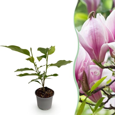 Green boutiQ - Tuinplant - Magnolia George Henry Kern - Bloem Roze - 1 Plant - Bladverliezend - Weinig Onderhoud - Pot 12cm Hoogte 30cm