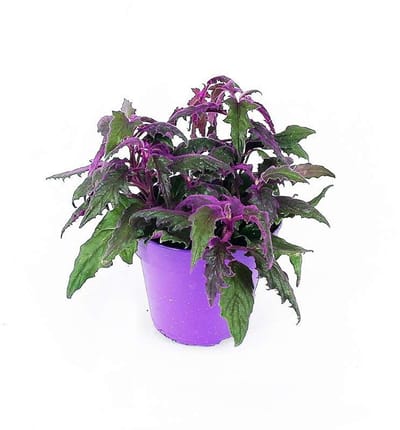 JUNAVERA Gynura aurantiaca | paarse fluweel terrariumplant, ook mooi in de woonkamer | 7 cm pot | 12 cm hoog