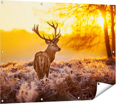 Gards Tuinposter Hert in Bos tijdens de Zonsopkomst - 120x90 cm - Tuindoek - Tuindecoratie - Wanddecoratie buiten - Tuinschilderij
