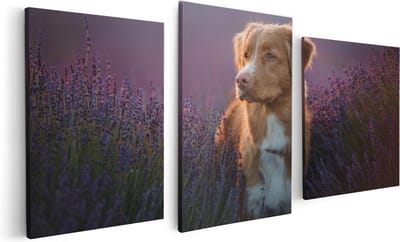 Artaza Canvas Schilderij Drieluik Retriever Hond Tussen De Lavendel Bloemen - 120x60 - Foto Op Canvas - Canvas Print