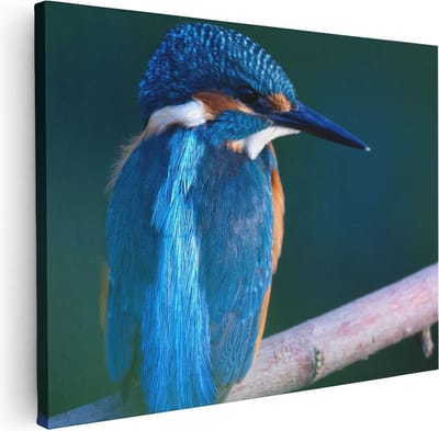 Artaza Canvas Schilderij Vogel Op Tak - 40x30 cm - Klein - Wanddecoratie Woonkamer - Muurdecoratie Dieren - Kamer Accessoires