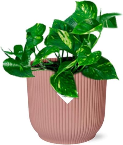 Plantenboetiek.nl | Epipremnum Pinnatum ‘Aureum’ in ELHO Vibes Fold roze - Ø14cm - 20cm hoog - Kamerplant - Groenblijvend