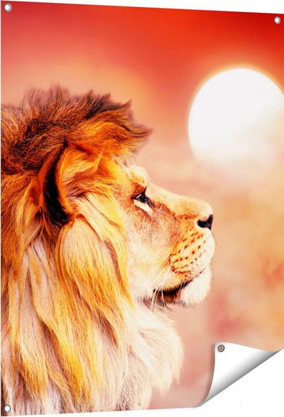 Gards Tuinposter Leeuw - Leeuwenkop - tijdens Zonsopkomst - 80x100 cm - Tuindoek - Tuindecoratie - Wanddecoratie buiten - Tuinschilderij