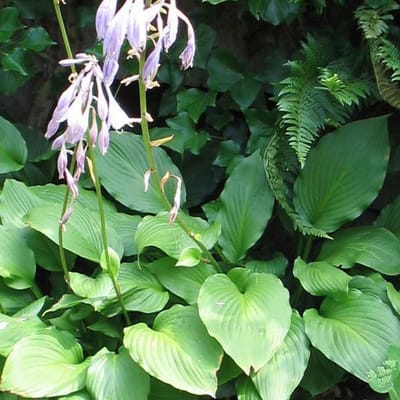 6 x Hosta 'Fortunei Hyacinthina' - Hartlelie pot 9x9cm