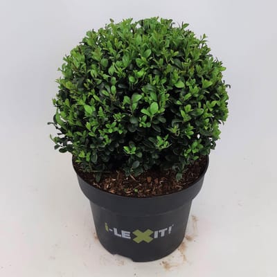 Ilex c. Dark Green Bolvorm 25cm - Set van 2 - Japanse hulst - Pot 5 liter - Wintergroen