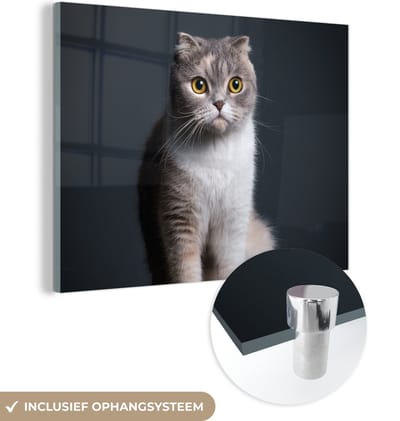 MuchoWow® Glasschilderij 160x120 cm - Schilderij acrylglas - Kat - Huisdieren - Licht - Foto op glas - Schilderijen