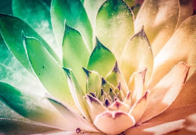 Fotobehang Nature Plant Green Pink | XL - 208cm x 146cm | 130g/m2 Vlies