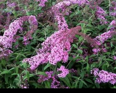 2 x Buddleja dav. 'Pink delight' - Vlinderstruik 60- 80 cm in pot