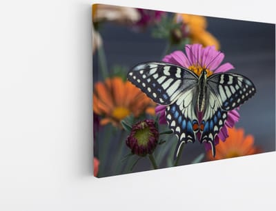 Saammp Canvas Schilderij -Grote Vlinder bij paarse bloem - Dieren - Natuur - 30x20 - Foto op canvas - Wanddecoratie - muurdecoratie Woonkamer - Slaapkamer decoratie - Canvas Print