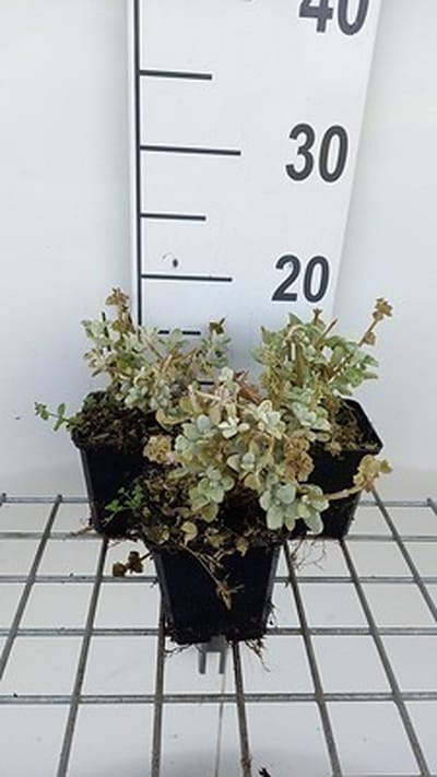 6x Valse vuurwerkplant - Ballota pseudodictamnus compact | 9x9 cm pot