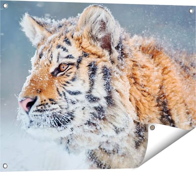 Gards Tuinposter Tijger tijdens de Sneeuw - 80x60 cm - Tuindoek - Tuindecoratie - Wanddecoratie buiten - Tuinschilderij